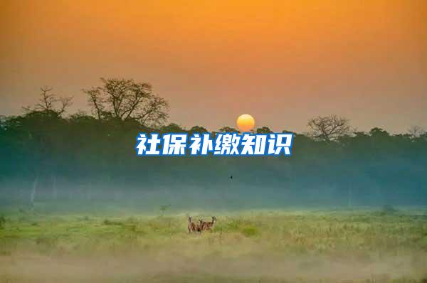 社保补缴知识